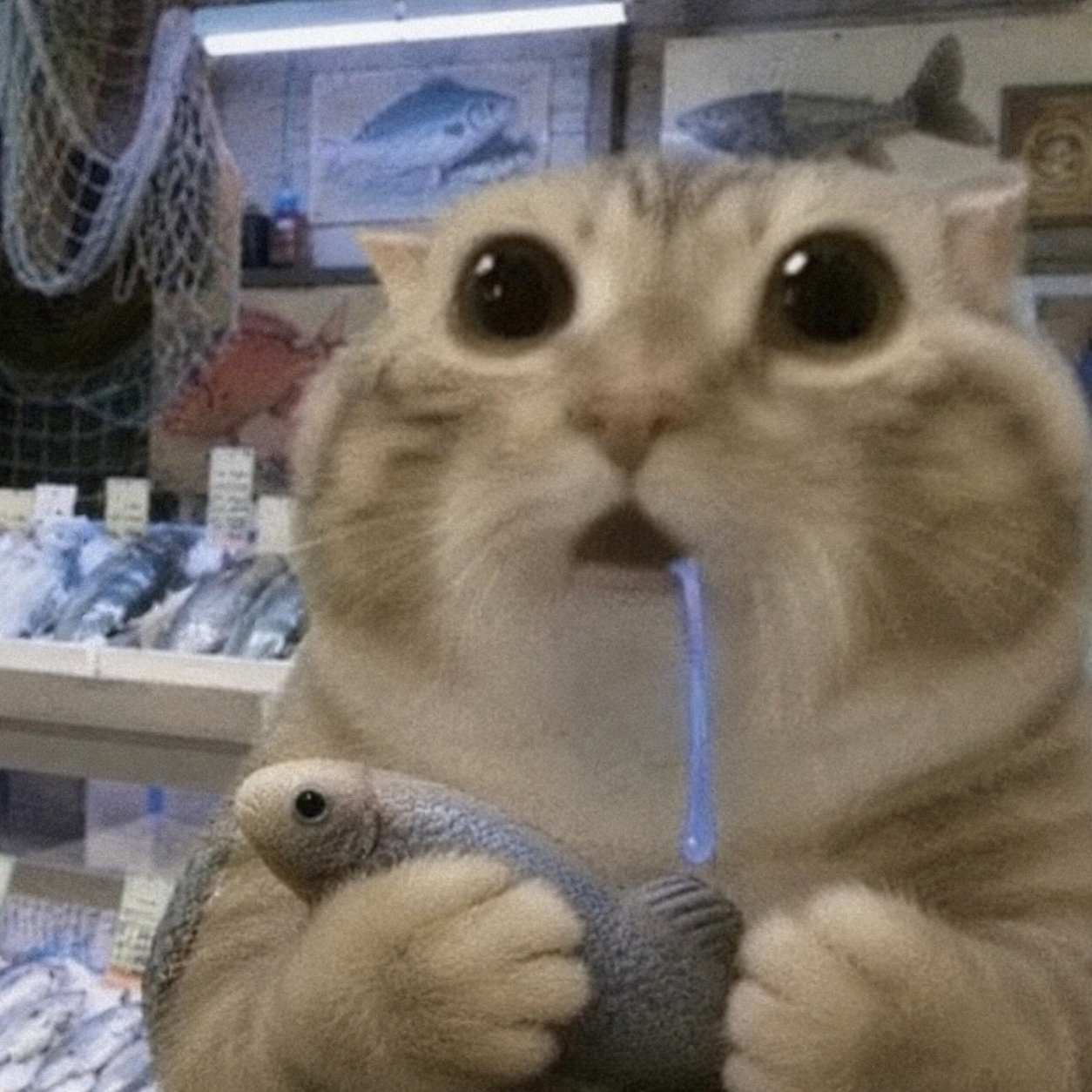 Drooling cat meme 11
