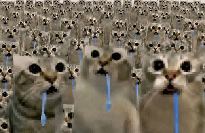Drooling cat meme 8